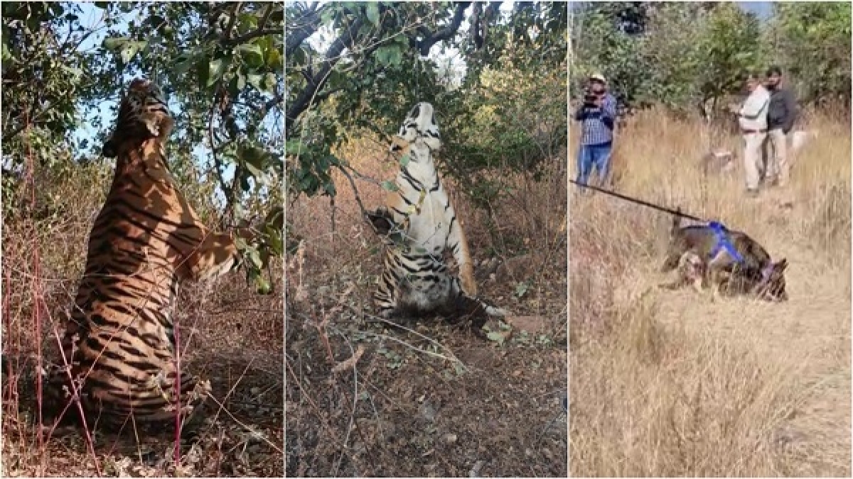 tiger ki deth tiger ki deth