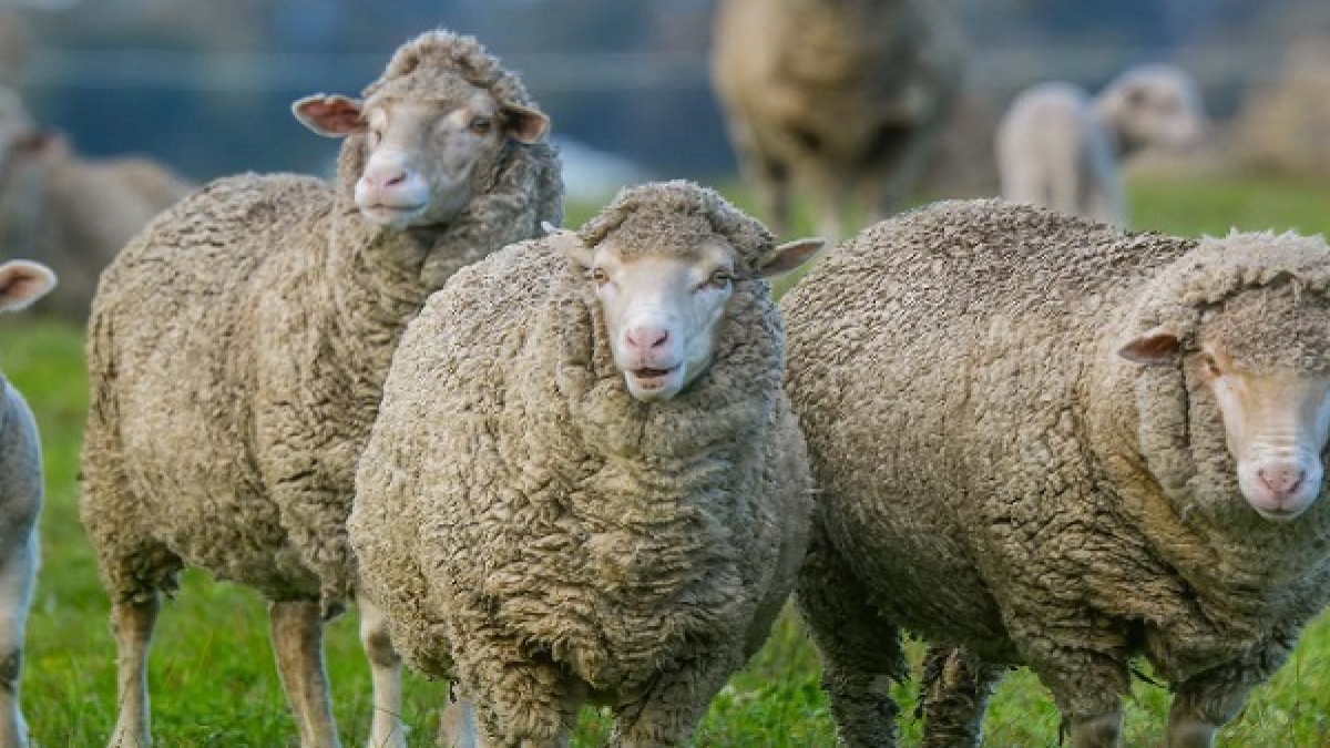 Telangana sheep distribution scheme Telangana sheep distribution scheme