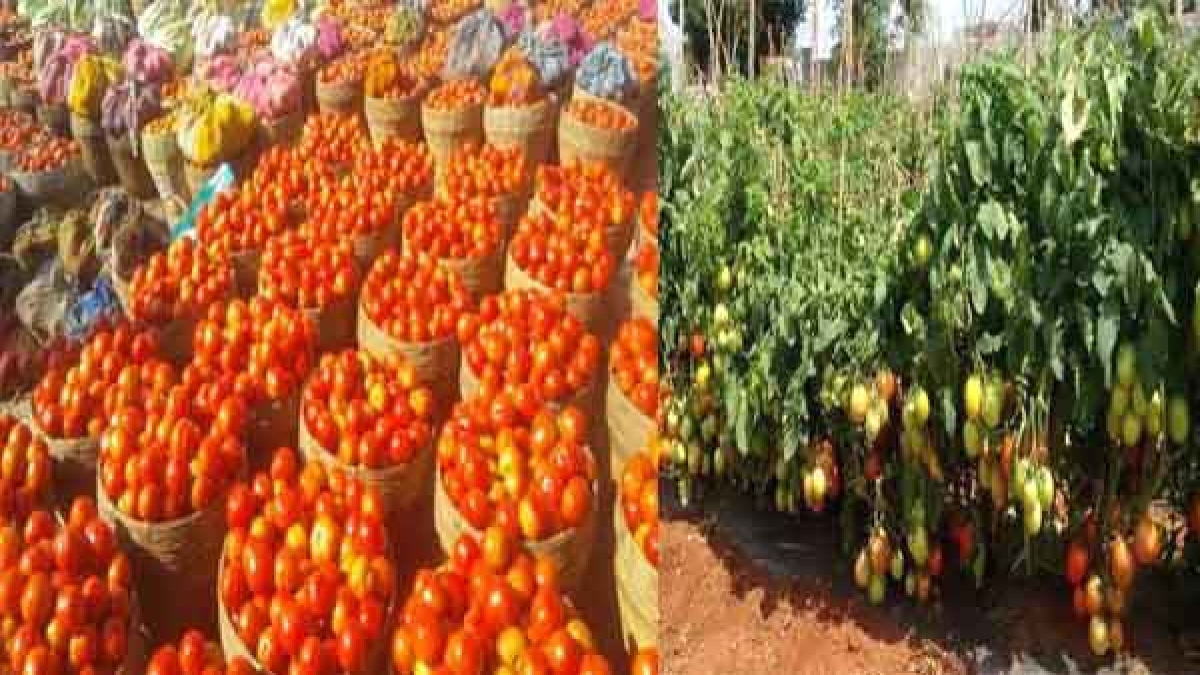 tomato tomato