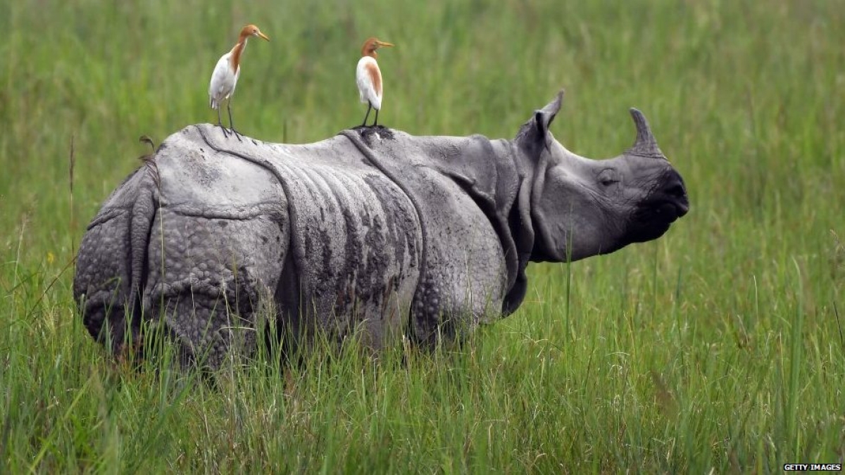 गैंडा गैंडा