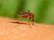 देश में हर साल एक 'डंक' करता है 60 लाख को बीमार