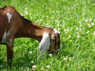 Google के ऑफिस में काम करती हैं 200 बकरियां!