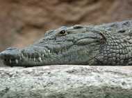 करने चला था मगरमच्छ के साथ स्टंट, लेकिन हुआ कुछ ऐसा ही मच गया हंगामा