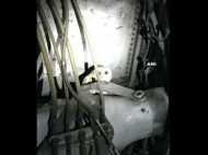 एयरलाइंस के लैंडिंग गियर में मिला जिंदा उल्लू, सुरक्षित बाहर निकाला गया