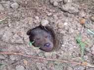 जिंदा कुत्ते को जमीन में गाड़ा, एनिमल राइट्स ने दोषी को पकड़ने लिए रखा 10 लाख का इनाम