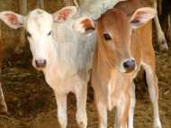 यूपी: बछड़ा चोरी के आरोप में दो दलित युवकों की पिटाई, गले में 'गाय चोर' की तख्ती लटकाकर घुमाया