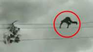 हैरान करने वाला VIDEO: नंगे पैर हाईटेंशन वायर पर चलता दिखा ये शख्‍स, देखने वाले कांप गए