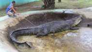 दुनिया के सबसे खूंखार मगरमच्छ की स्ट्रेस लेने से हो गई थी मौत, 12 साल की बच्ची को निगल गया था जिंदा
