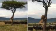 इस जानवर के डर से पेड़ पर चढ़ा जंगल का राजा, शेर को जान बचाना हुआ मुश्किल