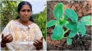 केरल में महिला टीचर कर रहीं टैरेस फार्मिंग, छोटी सी छत पर उगाए 100 पौधे