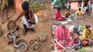 छत्तीसगढ़: जहरीले सांपों से लोगों की जान बचाने वाले बालोद के सर्पवीर, अपनी पहचान को मोहताज