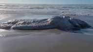 sea monster भूकंप के बाद समुद्र से निकला बिना चेहरे का रहस्यमयी जीव, लोग बता रहे हैं दूसरी दुनिया का 'राक्षस