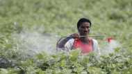 Pesticides Risks: सबके लिए काल बन गये हैं कीटनाशक