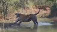 टाइगर की अंगड़ाई-जम्भाई कैमरे में कैद कर रहे थे, नजदीक आया तो बढ़ गईं धड़कनें