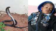 Chhatarpur: खिलौना समझ सांप से खेलने लगी मासूम, हाथ से उठाया तो डस लिया