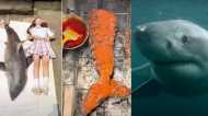 ग्रेट व्हाइट शार्क को पकाकर खाना फूड ब्लॉगर को पड़ा महंगा, क्या हुआ अंजाम?