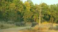 Bandhavgarh Tiger Reserve: मगधी जोन में दिखा जंगली हाथियों का झुंड, प्रबंधक ने बढ़ाई निगरानी