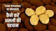 आलू को लेकर हो रहा बड़ा घोटाला, बाजारों में है 'Fake Potatoes' का बोलबाला,जानें कैसे करें असली की पहचान