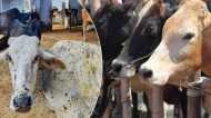 Government run Gaushala: गाय की बर्बादी का जरिया बन रहीं सरकारी गौशालाएं