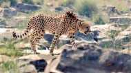 MP में चीतों की और बिखरेगी चांदनी, सवाना भी प्रेग्नेंट, कुनबा बढ़ते ही शिफ्ट हो सकता है एक दल