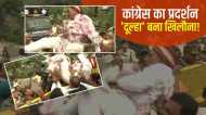 Congress Adani Row: विरोध-प्रदर्शन में नोटों की माला पहनकर पहुंचा 'दूल्हा', बन गई गेंद जैसी हालत, VIDEO