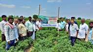 New Hybrid Chilli में कीड़े नहीं लगेंगे, जल्दी तैयार होती है फसल, किसान छप्परफाड़ कमाई कर सकेंगे, जानिए