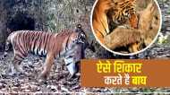 Bandhavgarh Park: टुरिस्ट के सामने ही बाघ ने किया हिरण का शिकार, वीडियो देखकर आपके भी रोंगटे खड़े हो जाएंगे