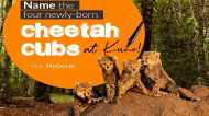 Kuno: भारत की धरती पर जन्में नन्हें ‘चीतों' के आप भी रख सकते हैं नाम