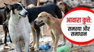 आवारा कुत्ते बन चुके हैं बहुत बड़ी समस्या, इससे कैसे निपटें?