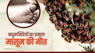 मधुमक्खियों के हमले से ढाई साल के मासूम की मौत, मामा की शादी के लिए जाते समय हुआ हादसा