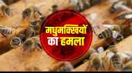Jabalpur: नर्मदा में करना था अस्थि विसर्जन, मधुमक्खियों ने कर दिया हमला, भगदड़ में नदी में  कूदी भीड़