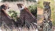 Kuno National Park: दक्षिण अफ्रीकी चीतों को मिला खुला जंगल, तीन चीते फ्री रेंज में आजाद