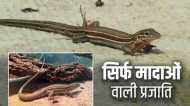 Whiptail lizards: यह कौन सी प्रजाति है, जिसमें सिर्फ मादाएं होती हैं? इसकी खासियत जानिए