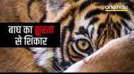Shahdol: ब्योहरी के जंगल में मिला मृत बाघ, शरीर के नाखून, दांत, पंजे व खाल गायब, शव देख चरवाहों के उड़े होश