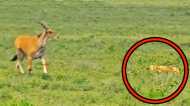 Video: जब घास में छिपी शेरनी के पास खुद चलकर आया हिरण, वजह जानकर यूजर्स के भी निकल पड़े आंसू