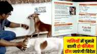 Varanasi: काशी की गलियों में घूमने वाली दो फीमेल डॉग्स जाएंगी विदेश, एक इटली और दूसरी जाएगी नीदरलैंड