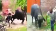 VIRAL VIDEO: लाल कपड़ा लिए भैंसे के सामने दिखाई हीरोगिरी, उसके बाद जो हुआ...