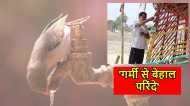 Bihar Weather: भीषण गर्मी में परिंदों के लिए ग्रामीण चला रहे मुहिम, पहल की हो रही तारीफ़
