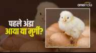 पहले अंडा आया या मुर्गी? इस अनोखे सवाल का मिला सटीक जवाब, रिसर्च में वैज्ञानिकों ने कही ये बात
