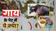 Jabalpur News: पैराशूट जैसा फूलता गया 'गाय का पेट',  सर्जरी वाले डॉक्टर की फटी रह गई आंखे, अंदर थी खतरनाक चीज