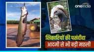 Pirarucu Fish: एक ऐसी मछली जिसके लिए जंगल में होता है 'खूनखराबा', खाने के लेकर हर चीज में बेशकीमती!