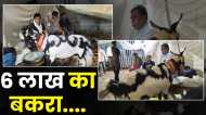 Eid Al Adha 2023: बकरे के पेट पर एक तरफ अल्लाह तो दूसरी तरफ मुहम्मद, कीमत 6 लाख, देखने वालों की लगी भीड़