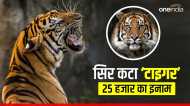 Tiger का सिर काटने वाले को ढूंढने पर MP में मिलेगा 25 हजार का इनाम, सिर्फ पूछने पर एक शख्स लटक गया पेड़ पर