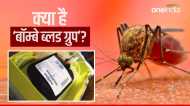 डेंगू पीड़ित बच्चों को दुर्लभ खून की जरूरत, 'Bombay Blood Group' सुन हैरत में लोग, जानें पूरा मामला