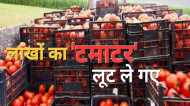 बुंदेलखंड में टमाटर से भरी गाड़ी लूट ले गए बदमाश, टीकमगढ़ से कानपुर जा रहा था