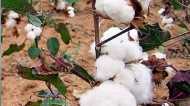 तेलंगाना के कपास के खेतों में जबरदस्त संभावनाएं: एक्सपर्ट