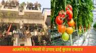 अद्भुत: इस शख्स ने छत के गमलों में उगा डाले 250 किलो टमाटर, अब पड़ोसी भी फ्री में ले रहे हैं स्वाद