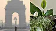 सर्दी की आहट के साथ फिर खराब हुई दिल्ली की हवा, घर में ये पौधे लगाने से कम होगा प्रदूषण का असर