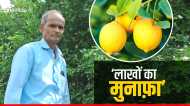 Lemon Farming: नींबू की खेती ने किसान को बना दिया लखपति, आप भी कमा सकते हैं अच्छा मुनाफा, जनिए