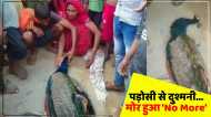 UP News: पड़ोसी से दुश्मनी के चलते मोर हुआ 'No More' , पूरा मामला जानकर भड़के लोग, कार्रवाई की मांग